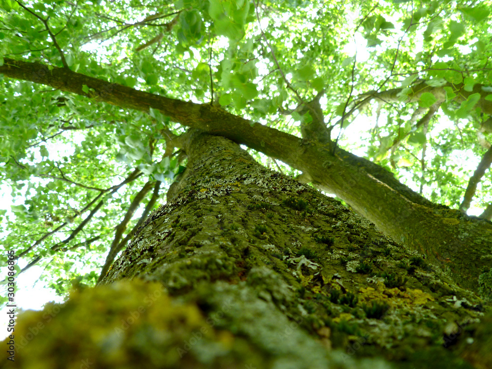 Fototapeta premium Tree bark with tree crown