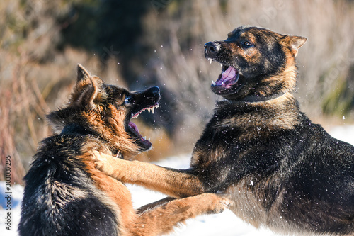 Print op canvas Dog fight. Aggressive german shepherd.