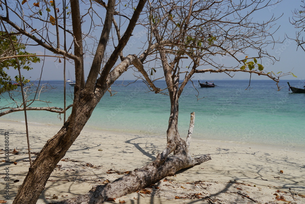 Abgestorbene Gehölze am tropischen Strand in Thailand