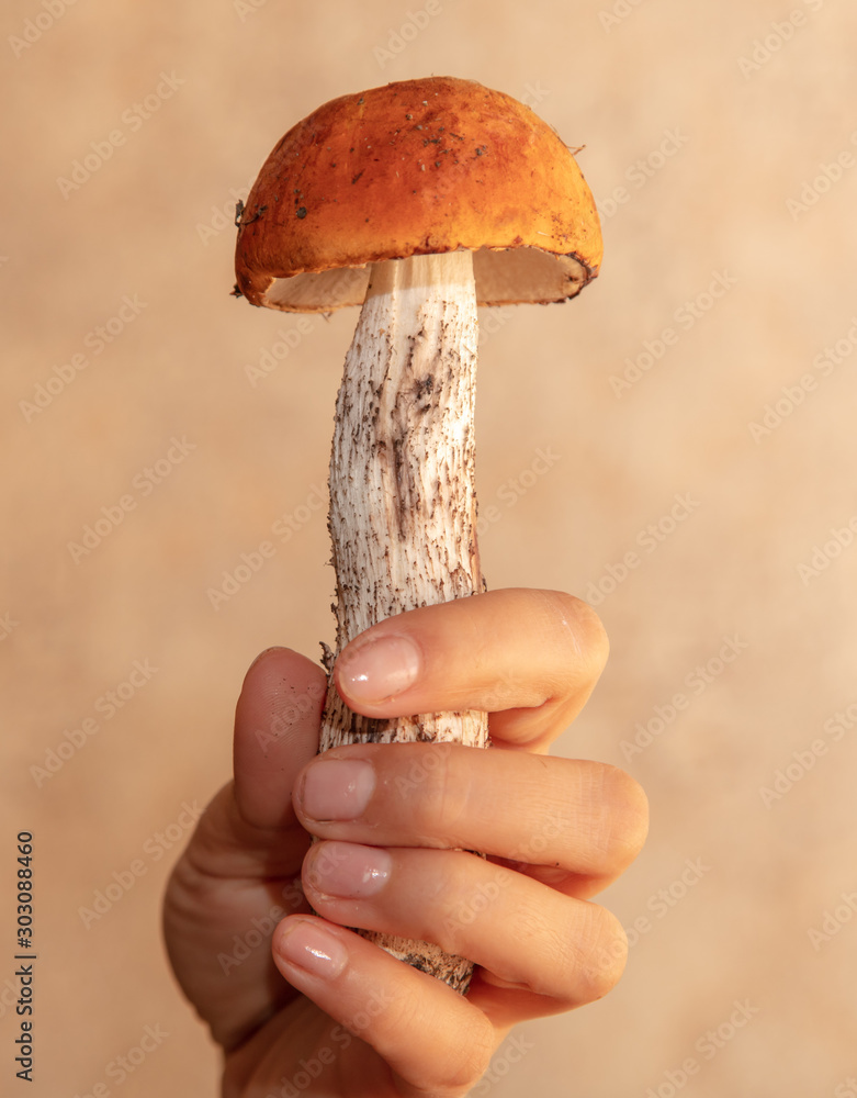 Edible mushroom from the forest in the hand of a man