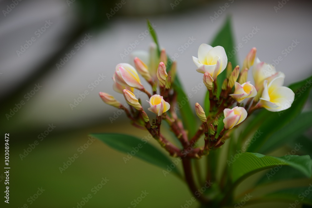 Obraz premium Beautiful flowers in the garden Blooming in the summer.Landscaped Formal Garden. 