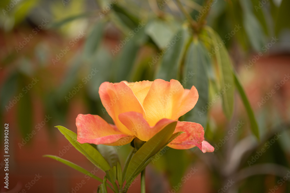 Orange rose in the garden