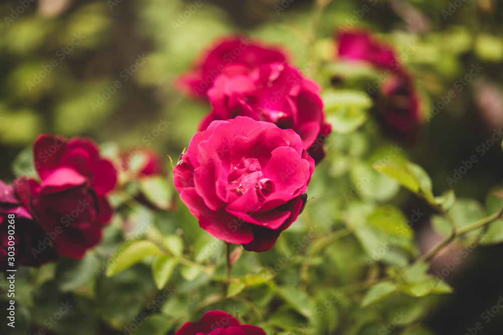 red rose in the garden