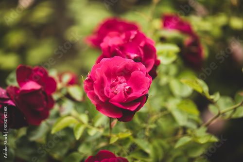 red rose in the garden