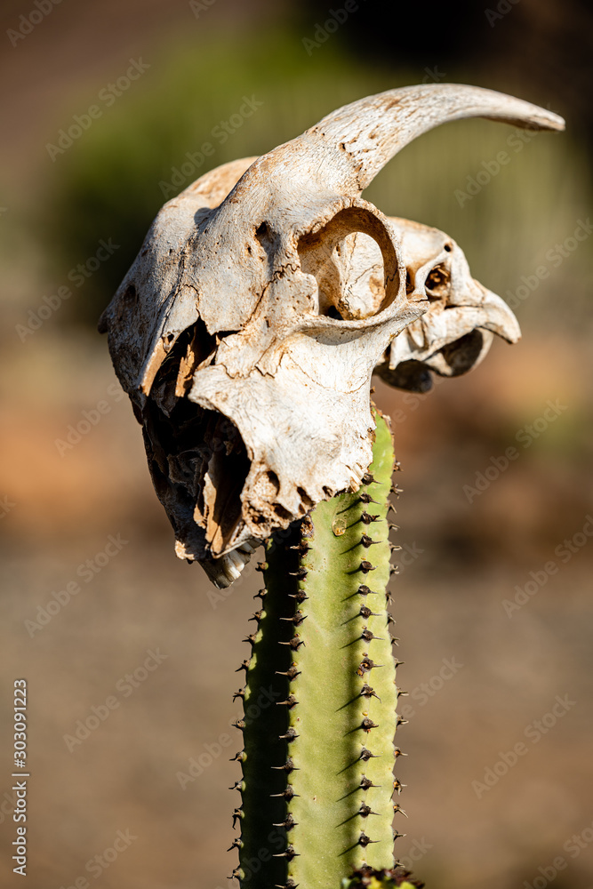 Fototapeta premium skulls on tree