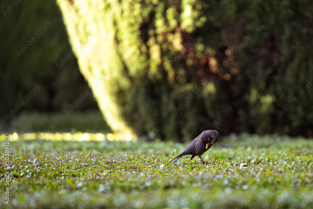 Obraz premium bird on feeder