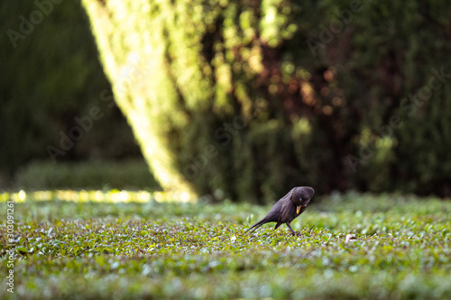 bird on feeder