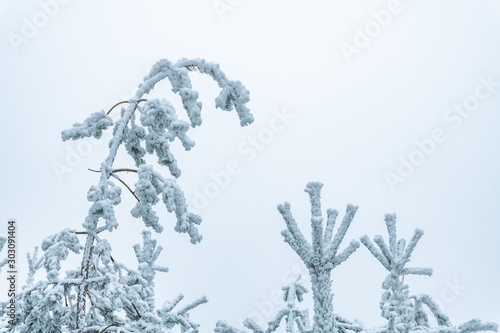 frost pine