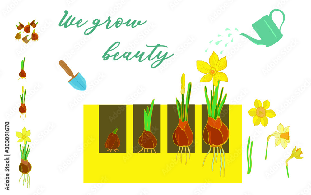 Bulb of daffodil growth process from bulbs, leaves, buds and flowers
