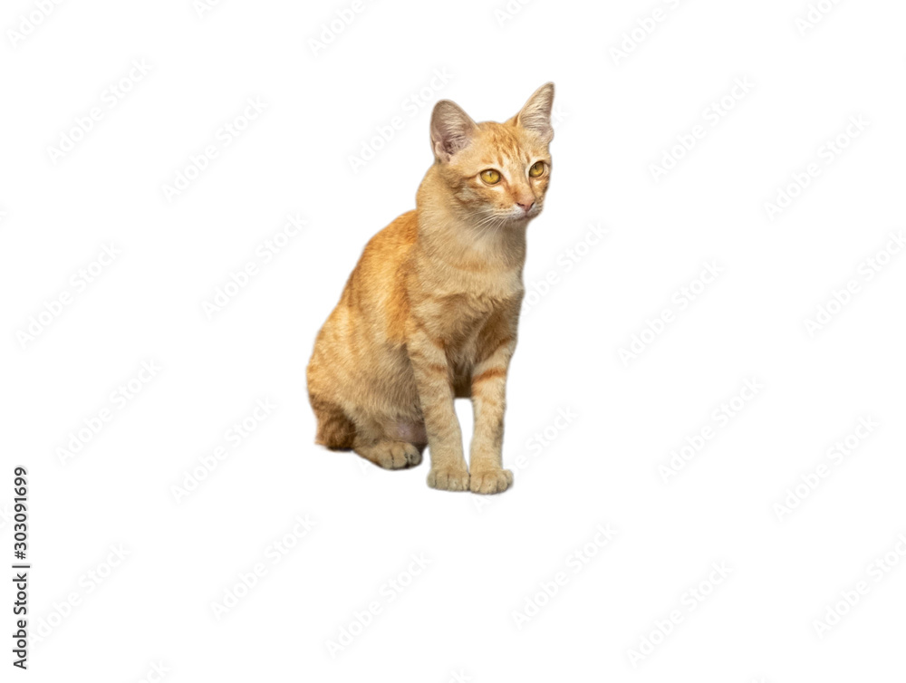 Siting orange cat on isolated white background Siting orange cat on isolated white background