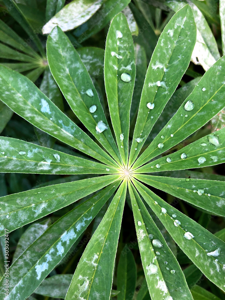 Lupine leafs rain drops background Lupine leafs rain drops background