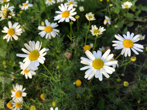 Numerous white sunflowers or camomille are seen in a lush green field like background.