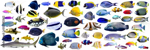 Panel kuchenny z motywem Set of  beautiful Marine fish and shark on white isolated background such as angelfish, butterfly fish, Wrasse and snapper