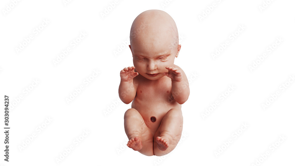 Embryo human fetus unborn baby, front view. 3D rendering Embryo human fetus unborn baby, front view. 3D rendering