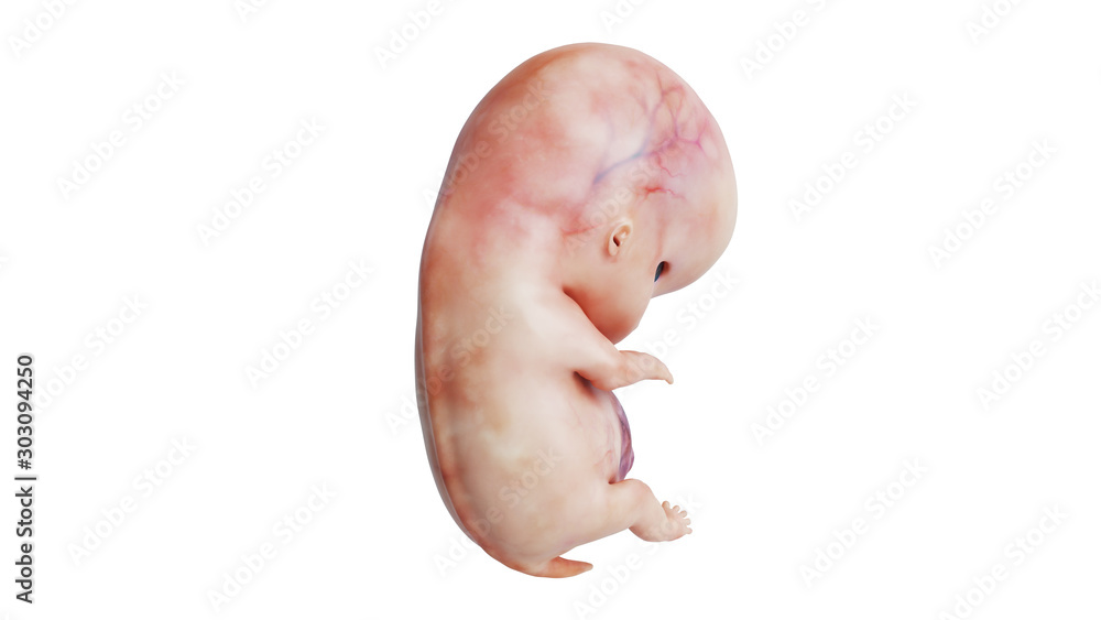 Fototapeta premium Embryo human development fetus body unborn, back view. 3D rendering