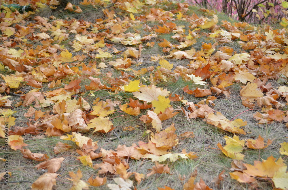 Background group autumn orange maple leaves. Outdoor.