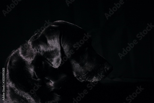 Shiny Black Labrador in Silhouette Ear 