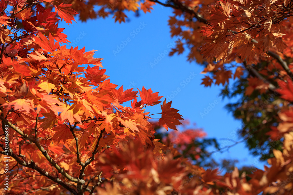 Maple with autumn leaves - Autumn in japan Maple with autumn leaves - Autumn in japan