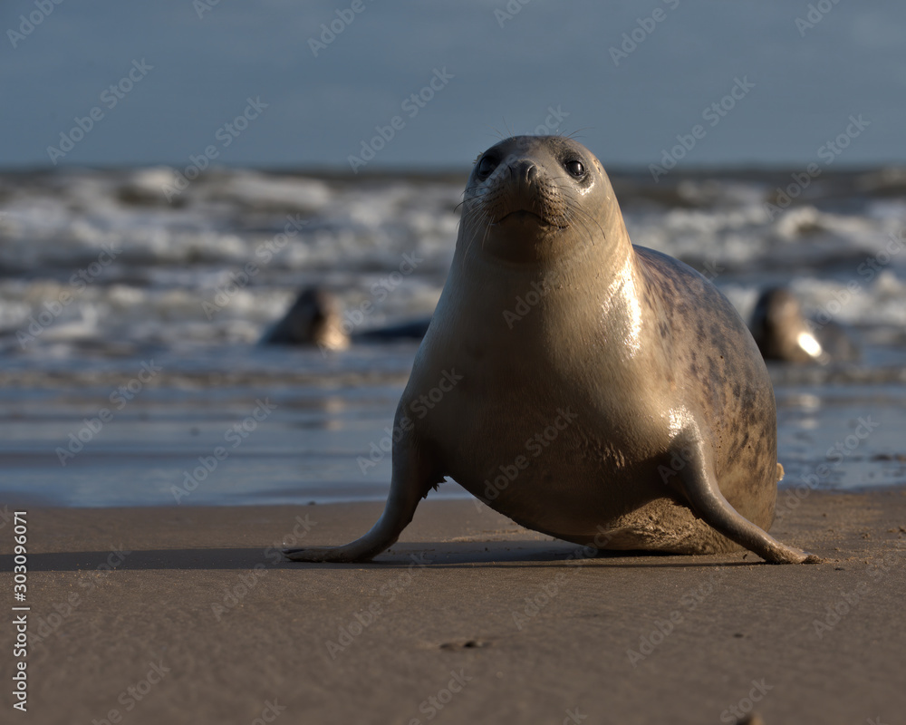 Fototapeta premium Common/Harbor seal on the beach with waves in the background