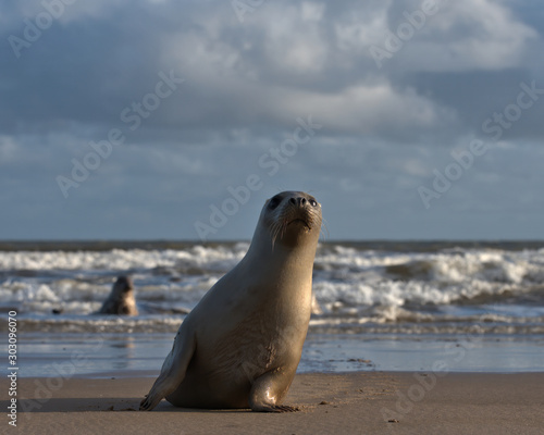 Common/Harbor seal on the beach with waves in the background