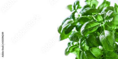 Fresh green basil on a white background. Green basils leaves with back light. Food vegetable copy space or wide panorama.
