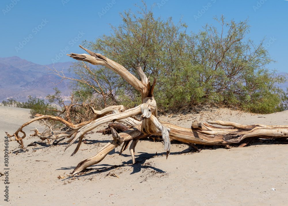 Dead trees and roots on the sand at Mesquite flat in Death Valley National Park in California, USA Dead trees and roots on the sand at Mesquite flat in Death Valley National Park in California, USA