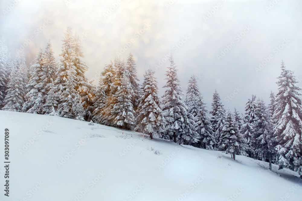 Beautiful winter landscape with snow covered trees in fog Beautiful winter landscape with snow covered trees in fog