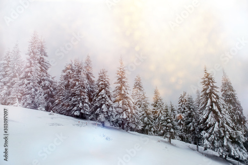 Beautiful winter landscape with snow covered trees in fog