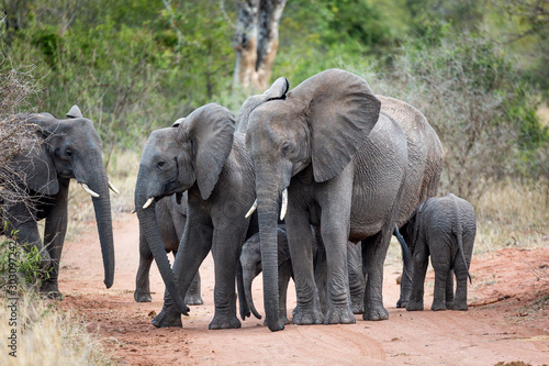 African Elephants in the kruger national park 