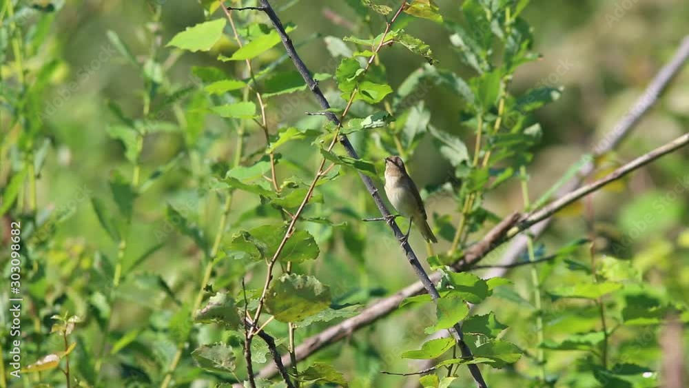 Common Chiffchaff (Phylloscopus collybita) is on a branch among the green leaves Common Chiffchaff (Phylloscopus collybita) is on a branch among the green leaves