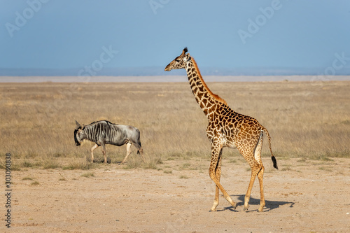 A Masai giraffe and a white-bearded wildebeest walk through Amboseli