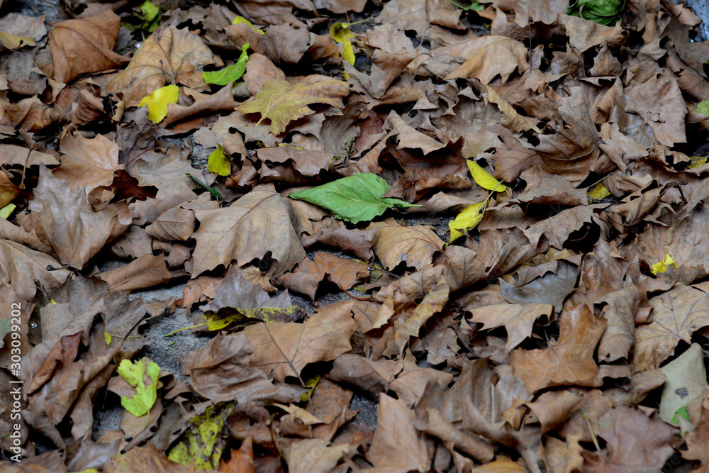 Multicolored fallen leaves on the ground Multicolored fallen leaves on the ground