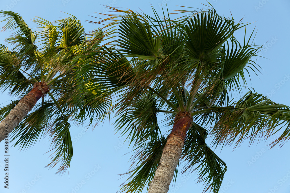 Fototapeta premium Tops of palm trees against the blue sky on a sunny day. Close-up.