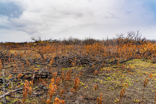 forest after fire. Scorched ground, texture background.