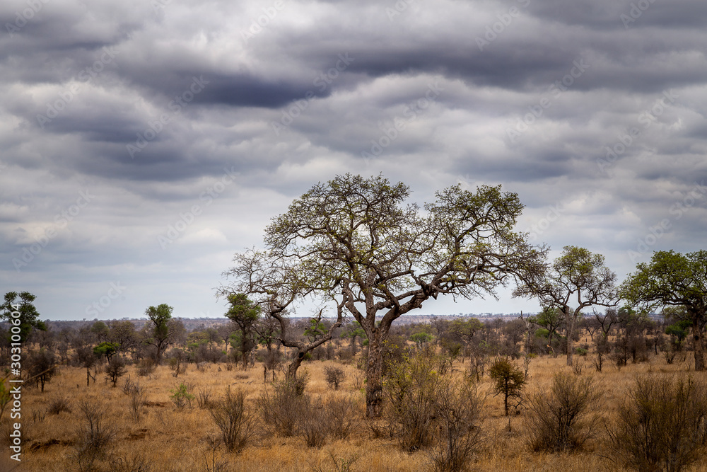 Obraz premium Landscapes of the Kruger National Park South Africa 