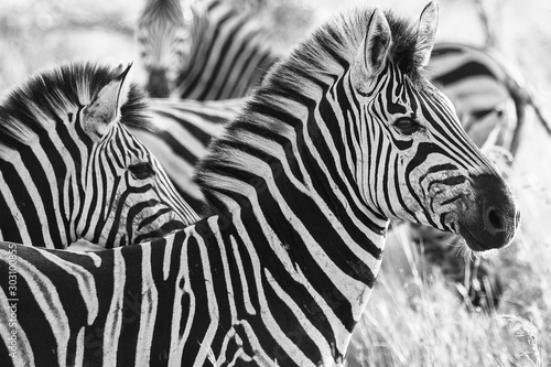 Burchell's Zebra portrait Kruger National park 