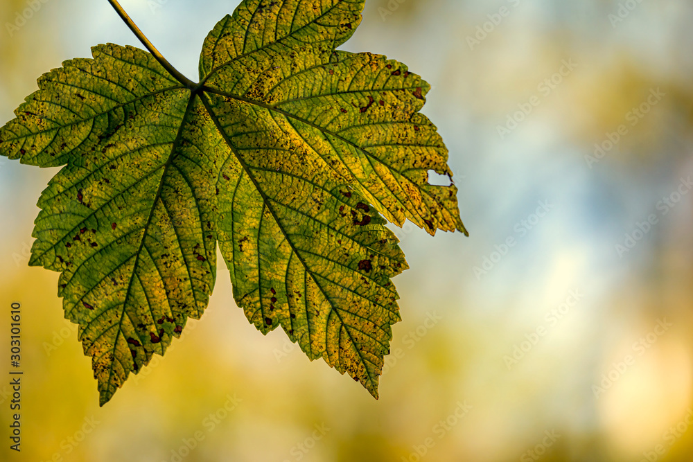 Ein Blatt im Herbst in der Sonne