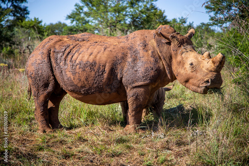 African White Rhinoceros in Kruger National Park 