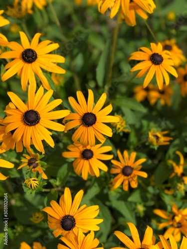 field of yellow flowers