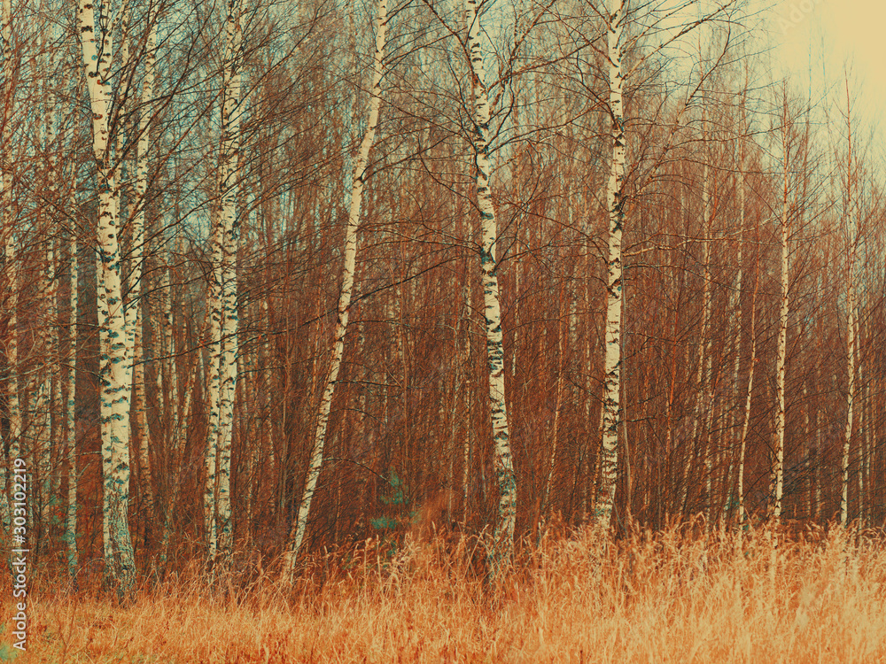 Fototapeta premium Photography of the golden, orange and brown lush foliage in autumn day. Natural floral texture, backgrounds. The beauty of nature. Concepts of the beauty in nature and seasonal changes in nature.