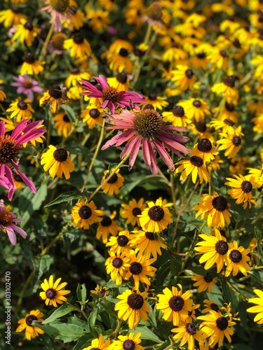 yellow flowers in garden