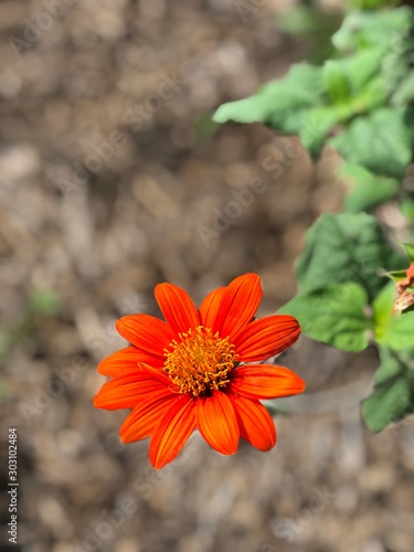 flower in garden
