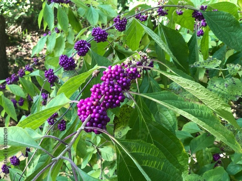 grapes on the vine
