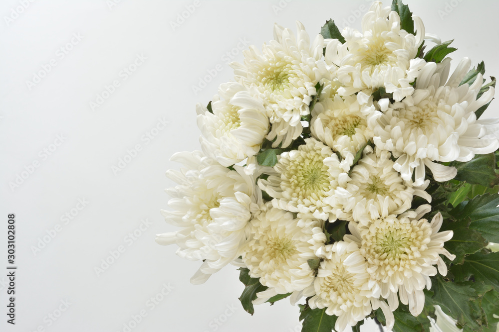白い菊の花 白い菊の花