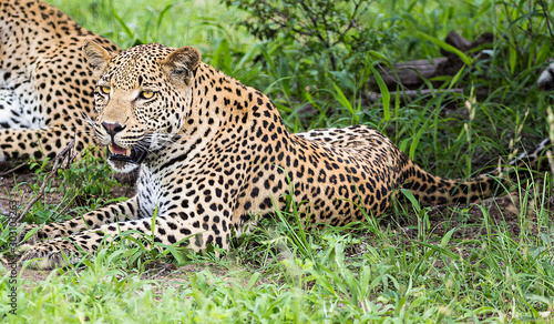 Leopard in Sabi Sands Kruger National Park South Africa  