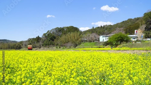 春の菜の花沿線・小湊鉄道