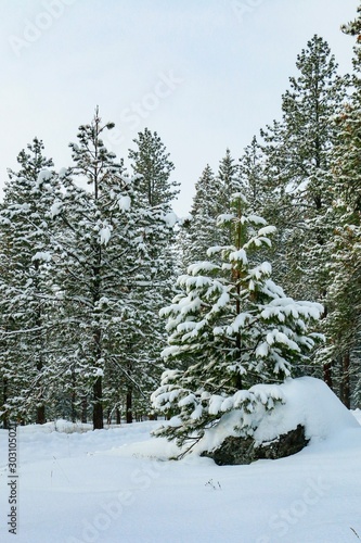 Snow Covered Evergreens