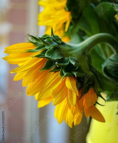 Sunflower Profile