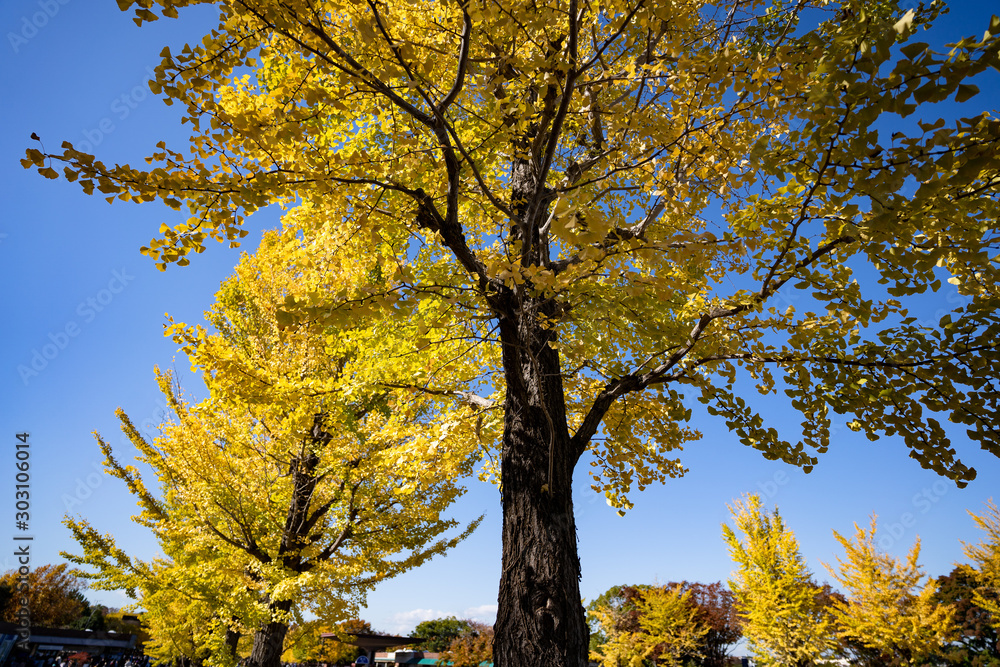 Fototapeta premium 写真素材: イチョウ科 公孫樹 鴨脚樹の写真