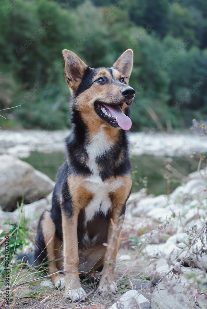 Fototapeta premium Dog portrait